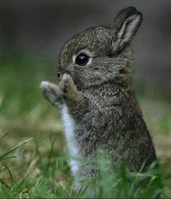 http://wannasmile.files.wordpress.com/2008/01/cute-little-bunny-rabbit.jpg
