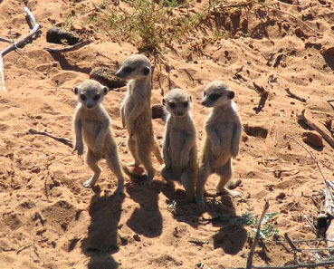 adorable-meerkats.jpg